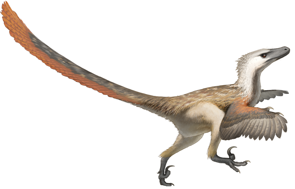 Scientifically accurate feathered restoration of Velociraptor mongoliensis