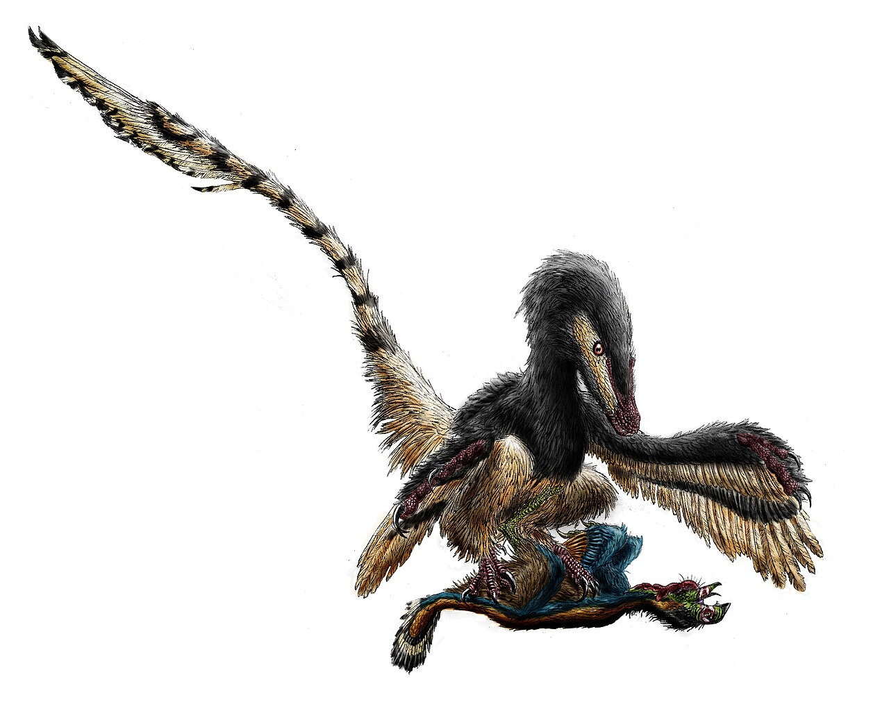 Paleoart reconstruction of a feathered Velociraptor pinning down an oviraptorosaur