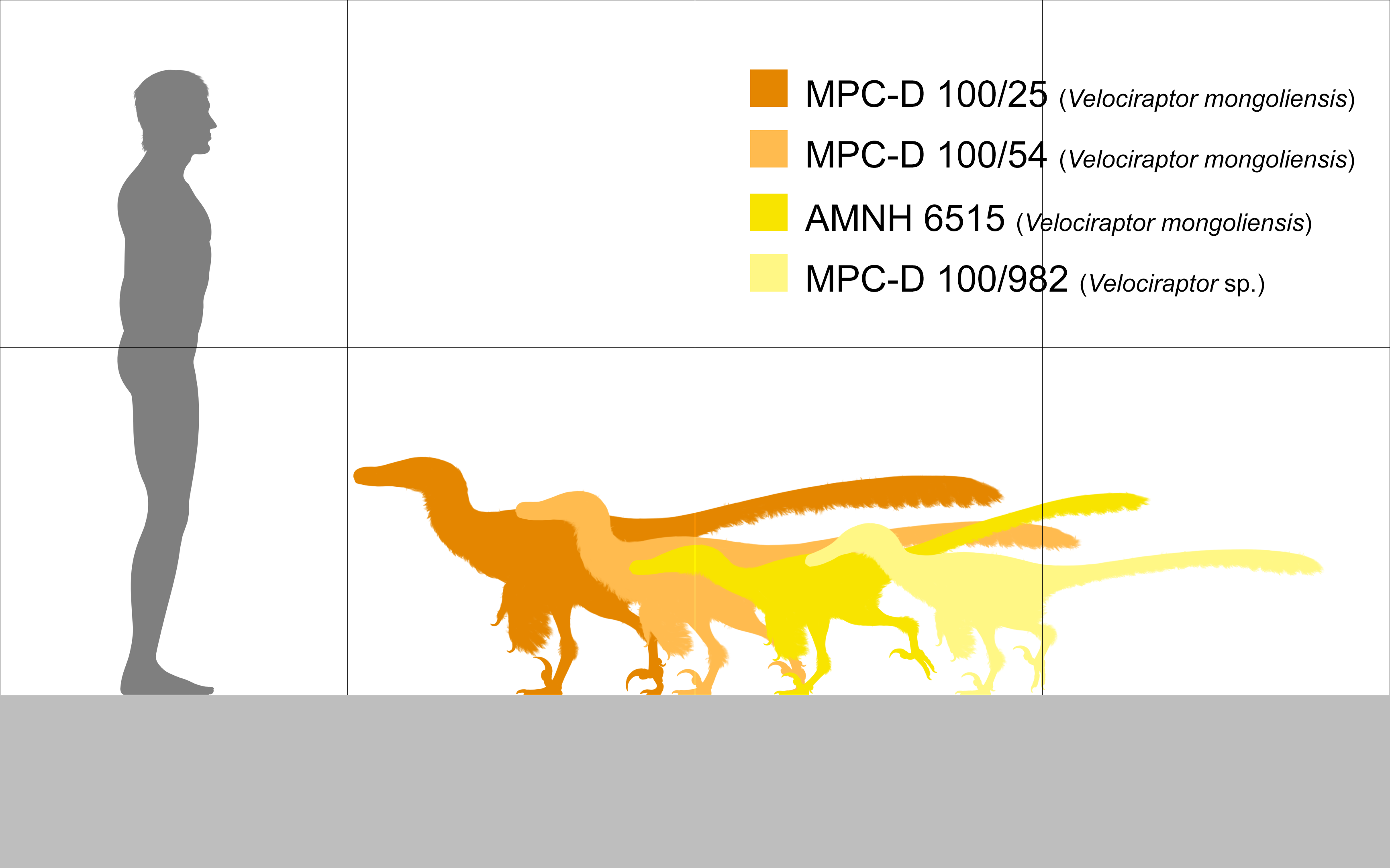 Size comparison chart showing Velociraptor mongoliensis next to a human, roughly turkey-to-large-dog sized