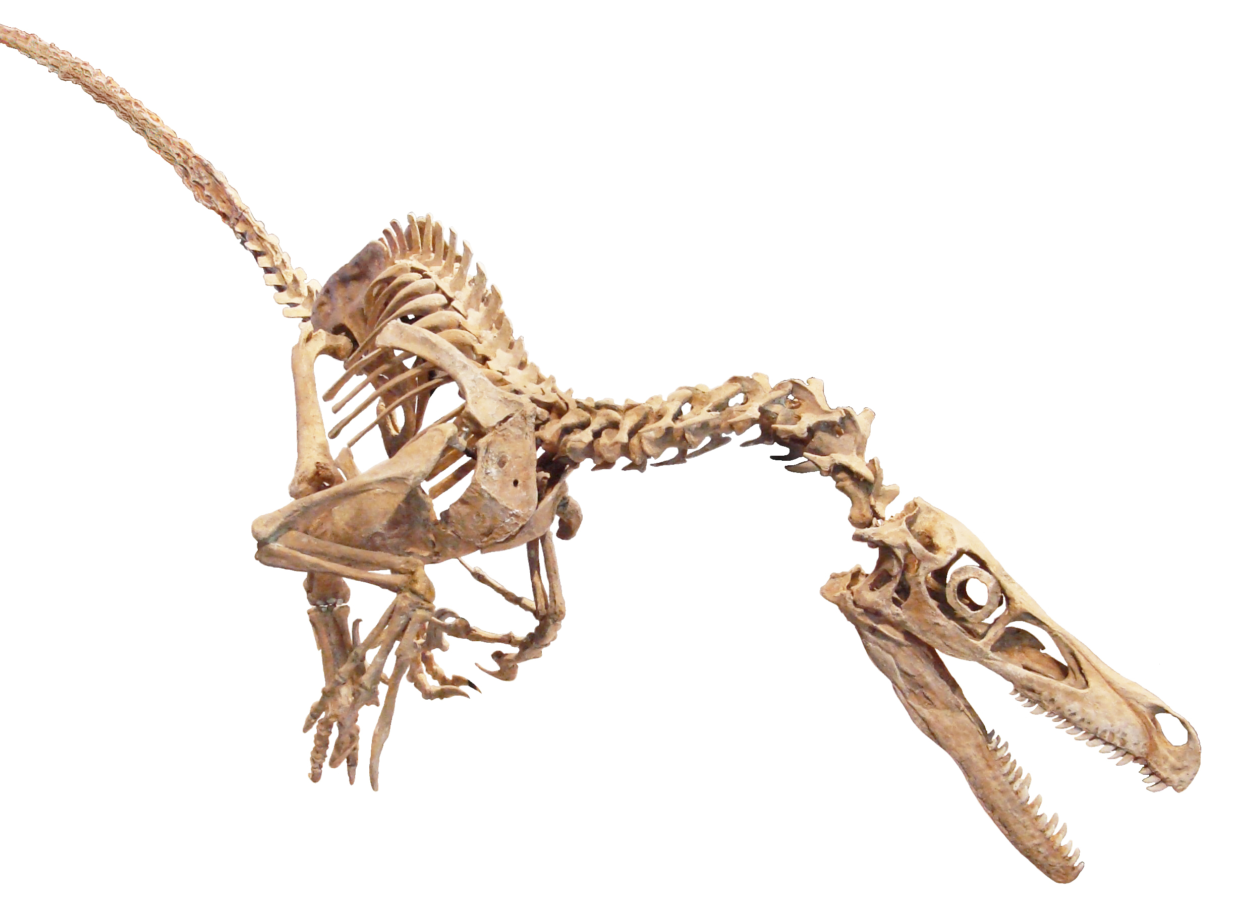 Mounted Velociraptor skeleton on white background